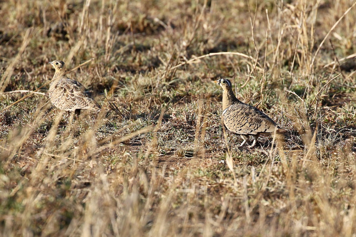 Black-faced Sandgrouse - ML638588400