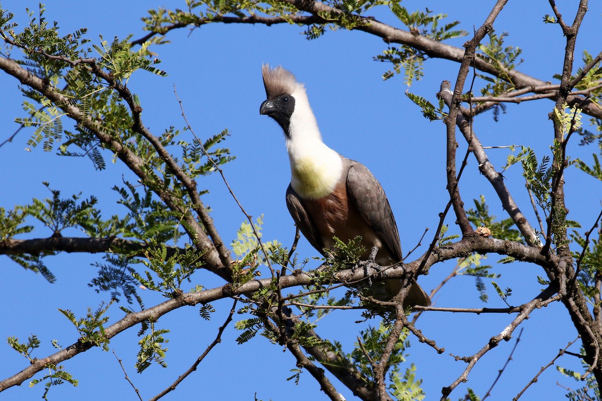 Bare-faced Go-away-bird - ML638588401