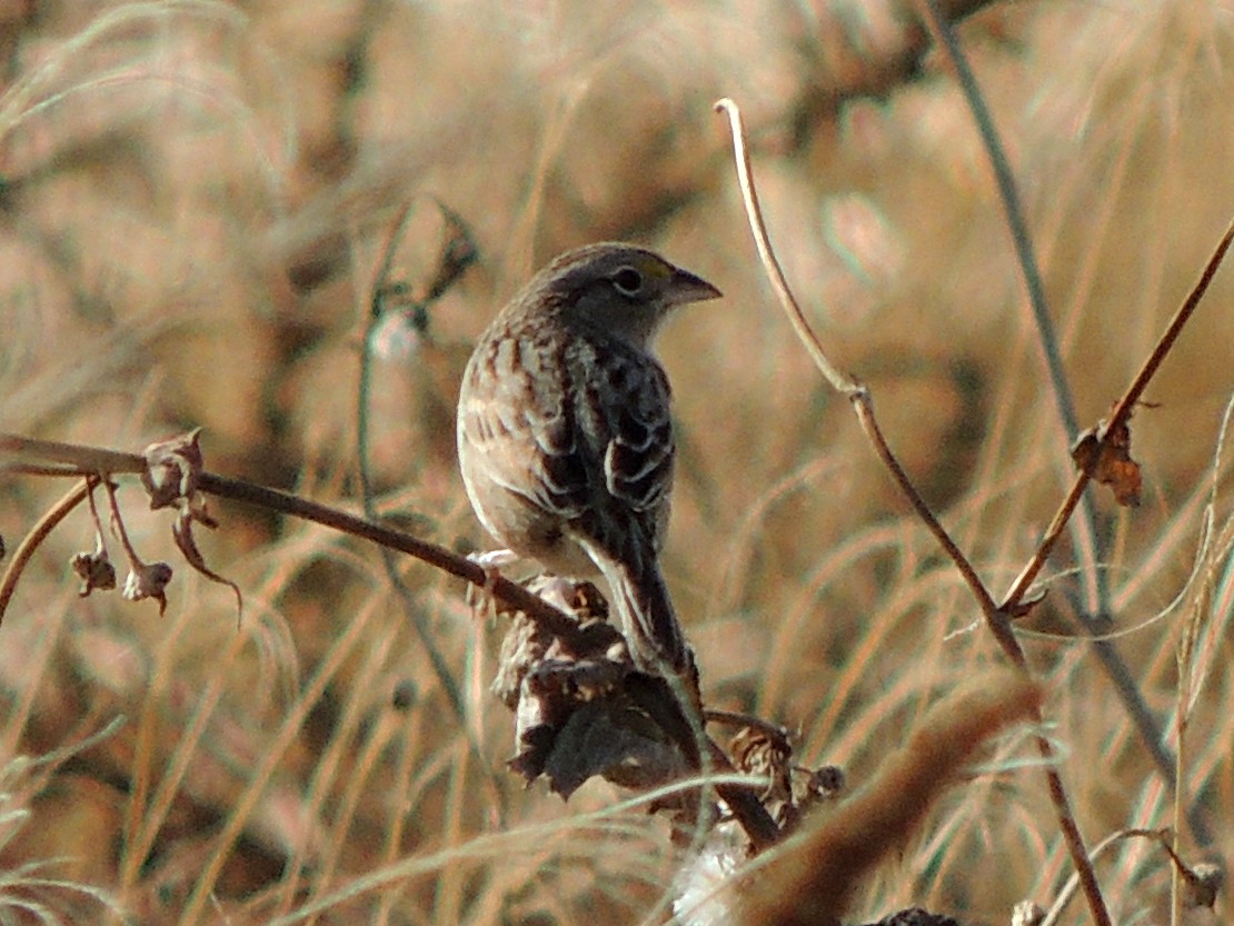 Grassland Sparrow - ML638588406