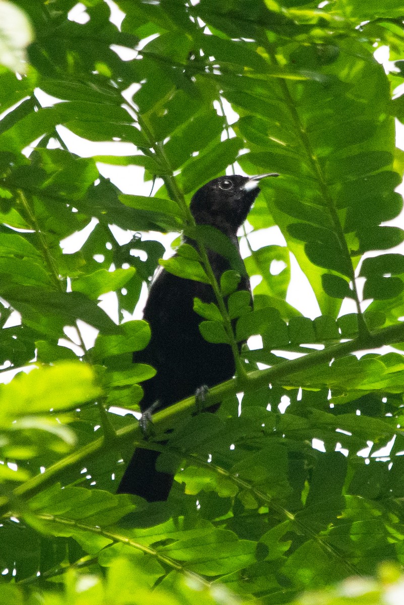White-shouldered Tanager - ML638588407