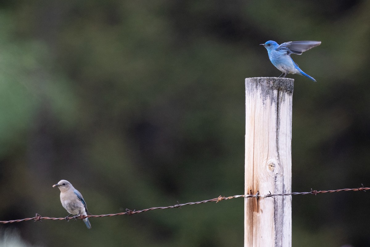 Mountain Bluebird - ML638588409