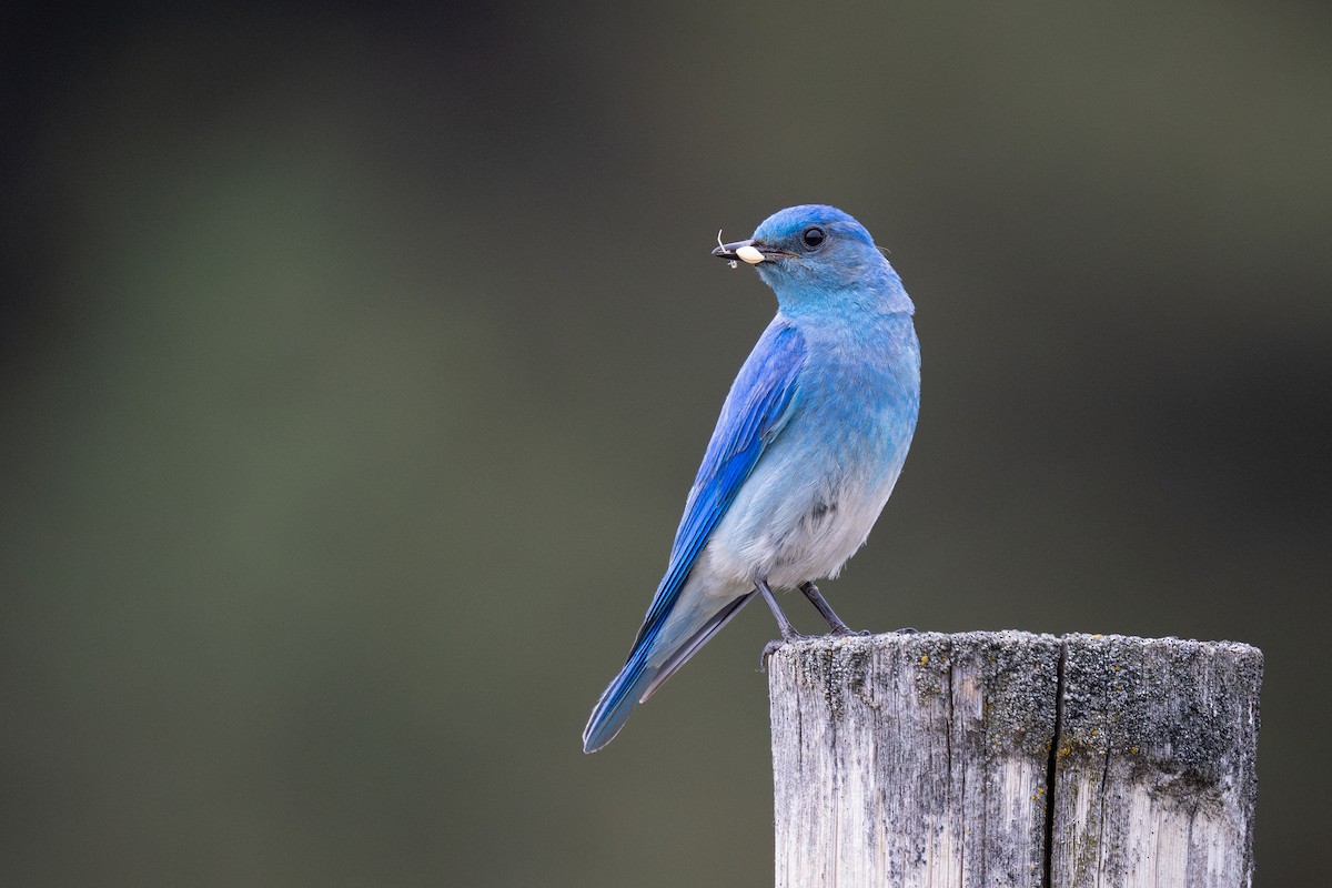 Mountain Bluebird - ML638588410