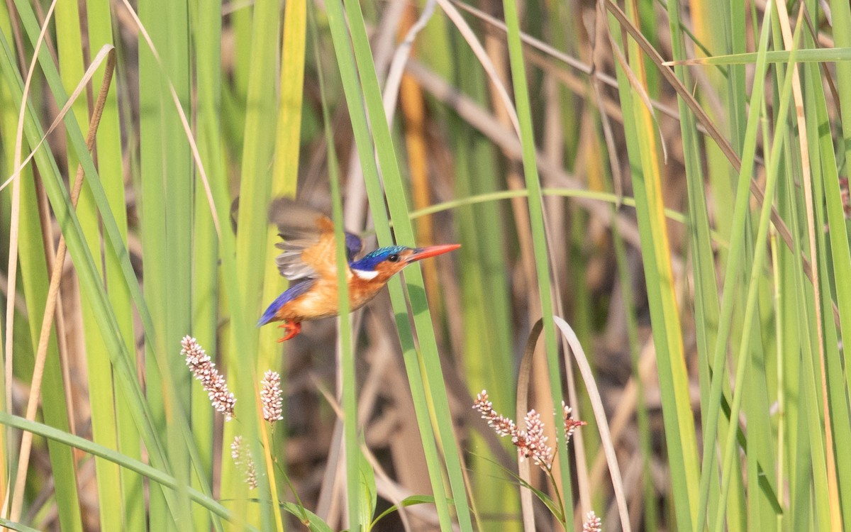 Malachite Kingfisher - ML638588425
