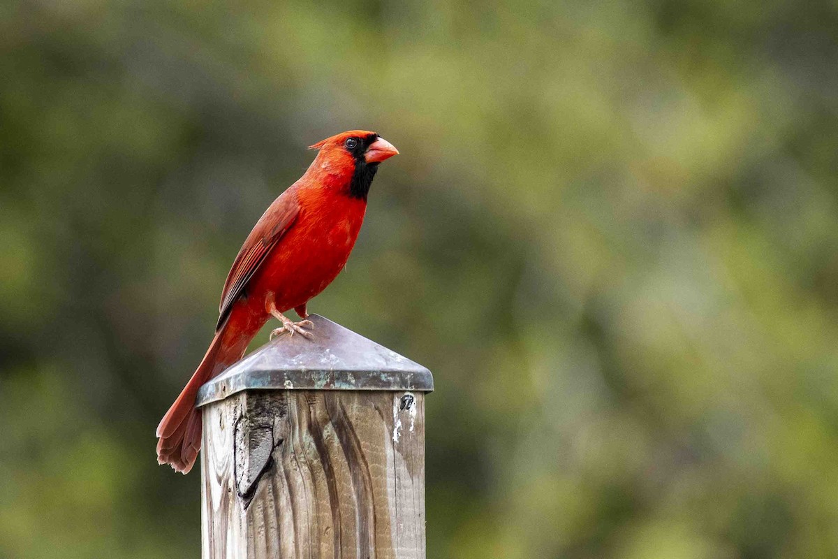 Cardinal rouge - ML638588439