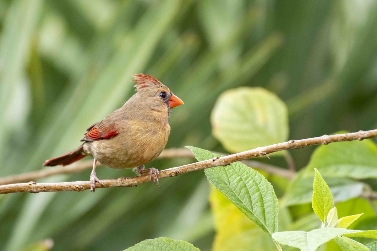 Cardinal rouge - ML638588440