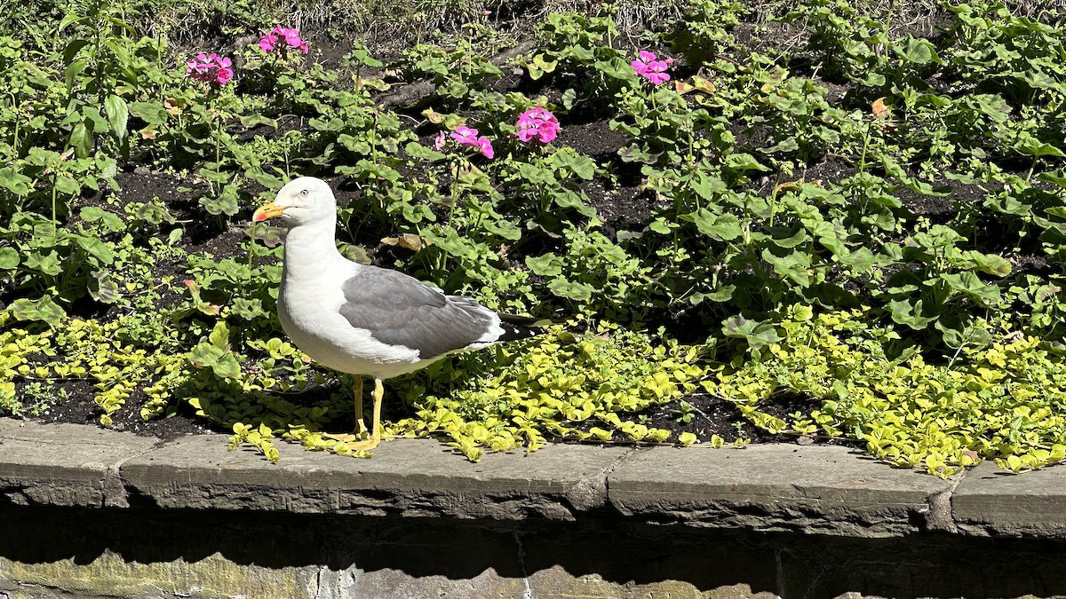 Lesser Black-backed Gull - ML638588483