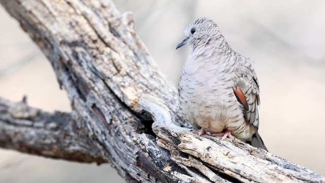 Inca Dove - ML638588484