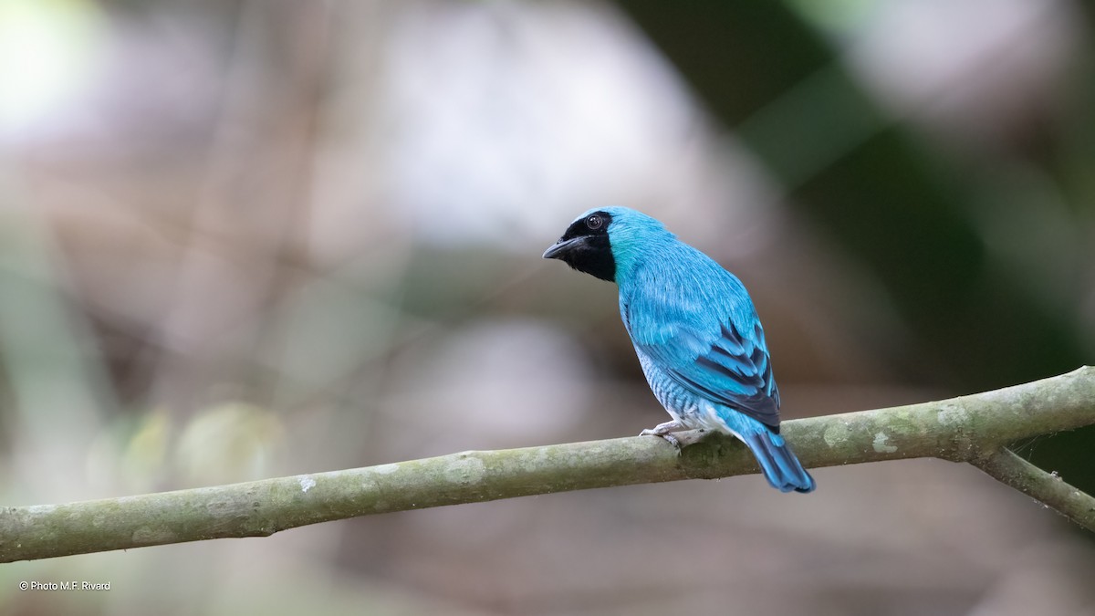 Swallow Tanager - ML638588497