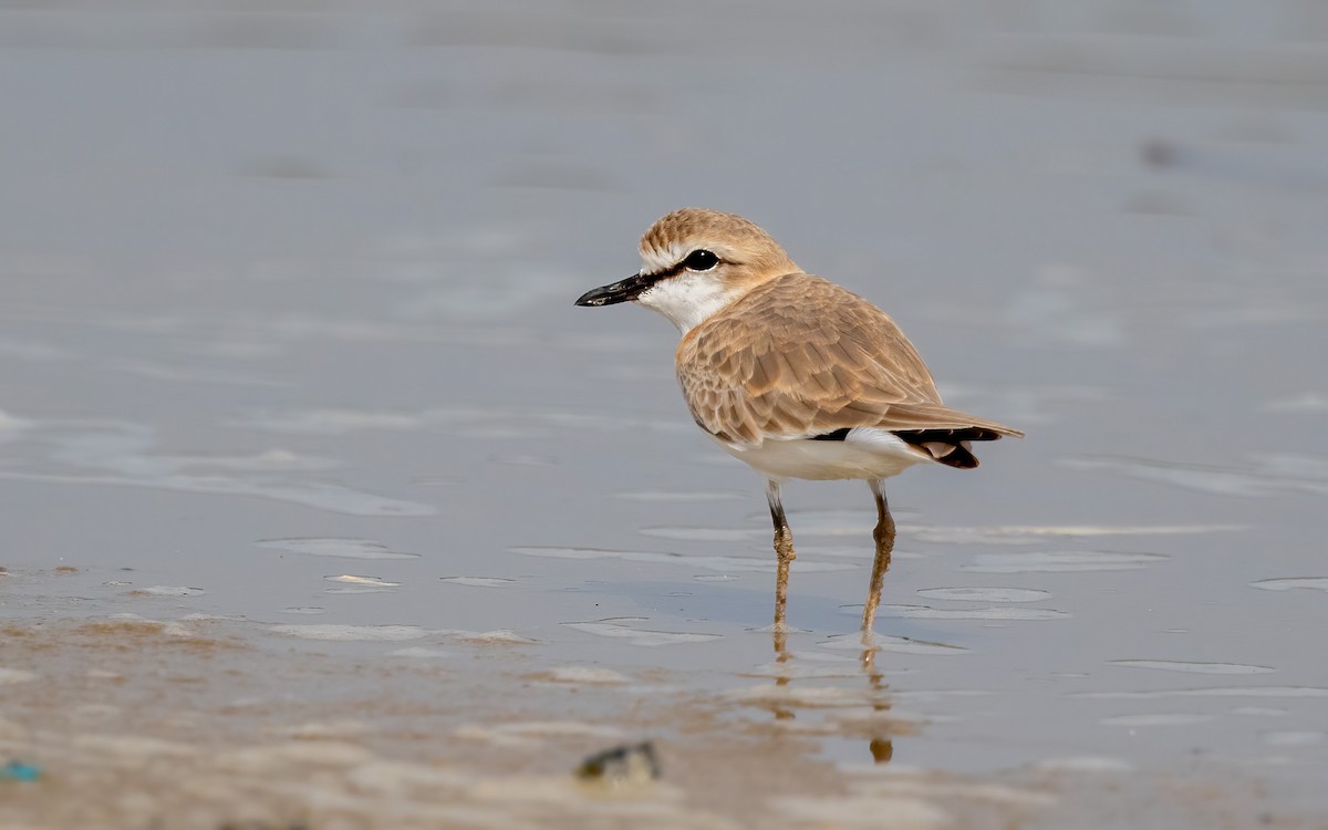 White-fronted Plover - ML638588533