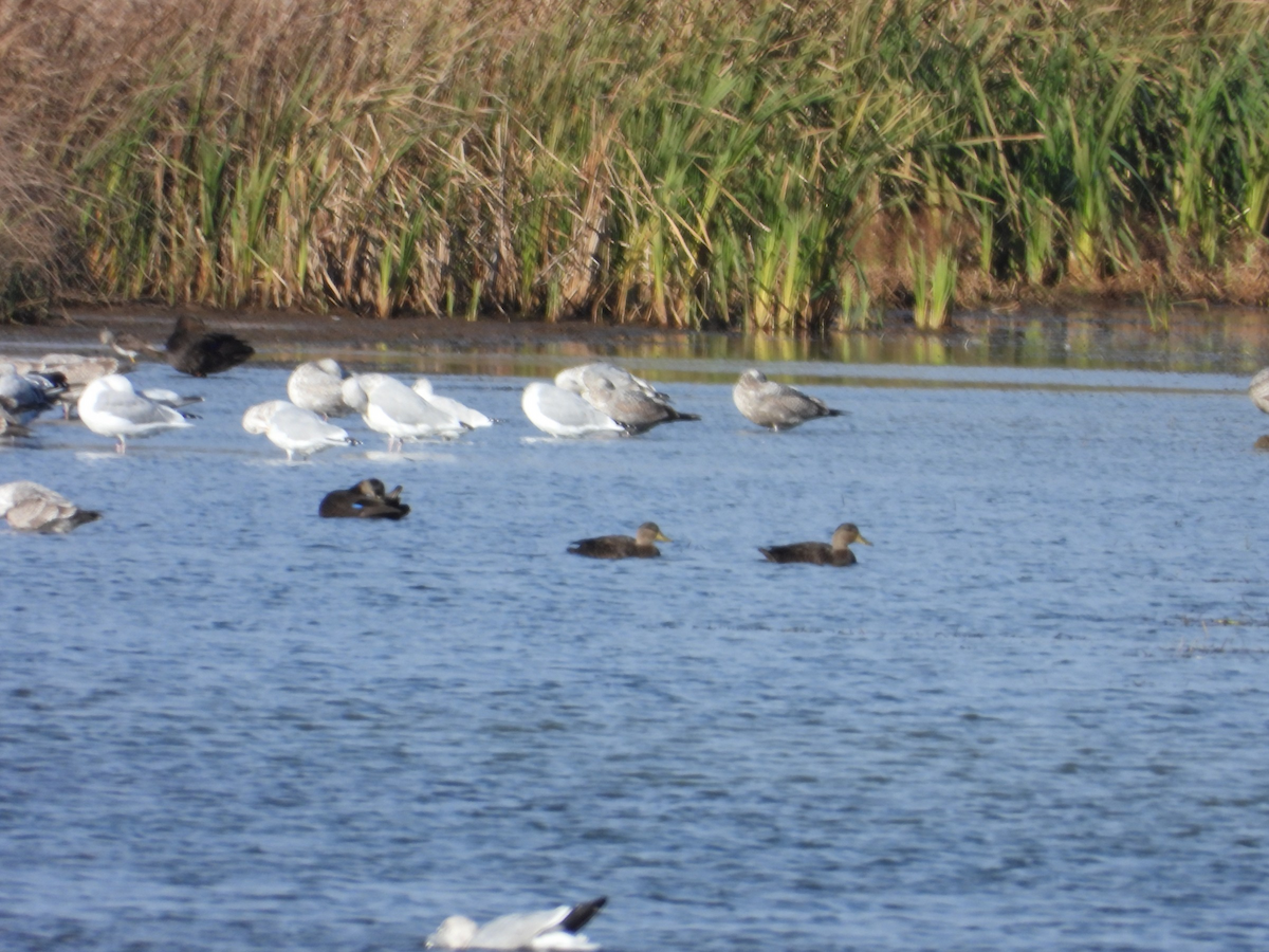 American Black Duck - ML638588561