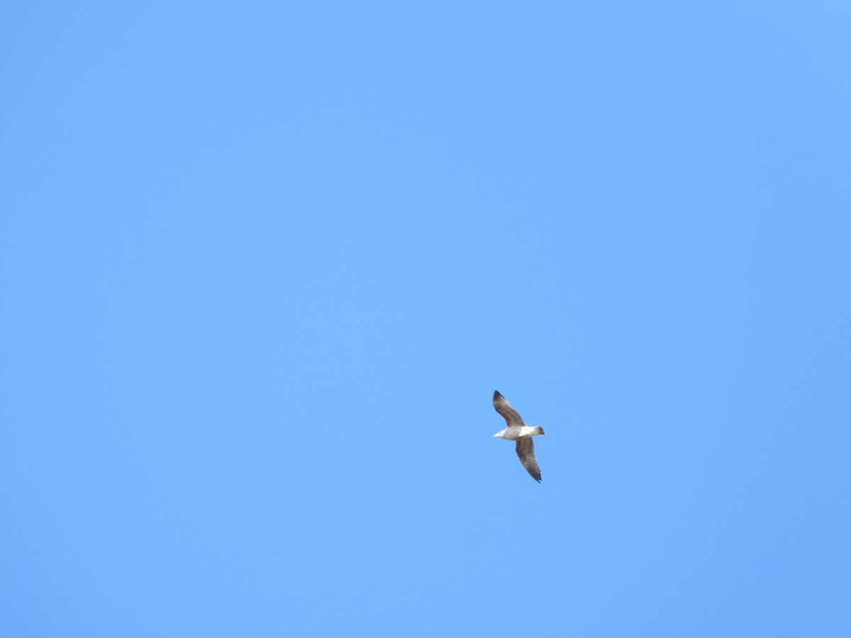 Ring-billed Gull - ML638588570