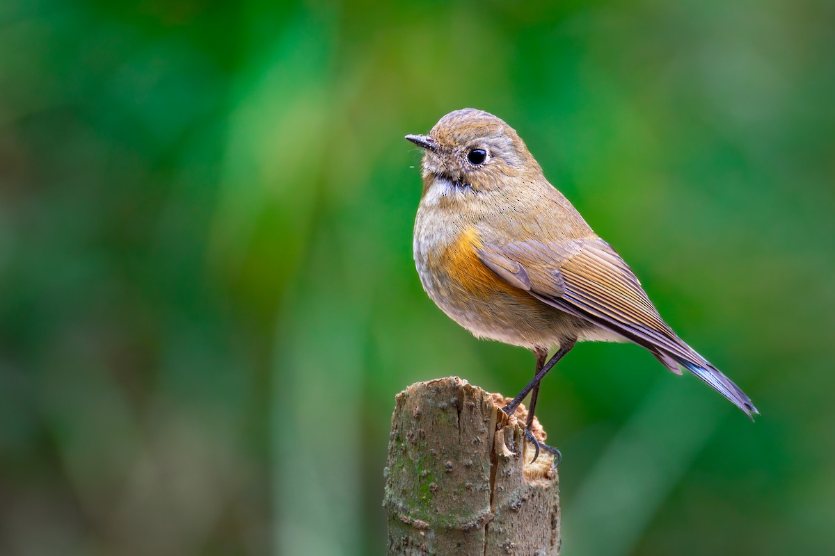 Himalayan Bluetail - ML638588669