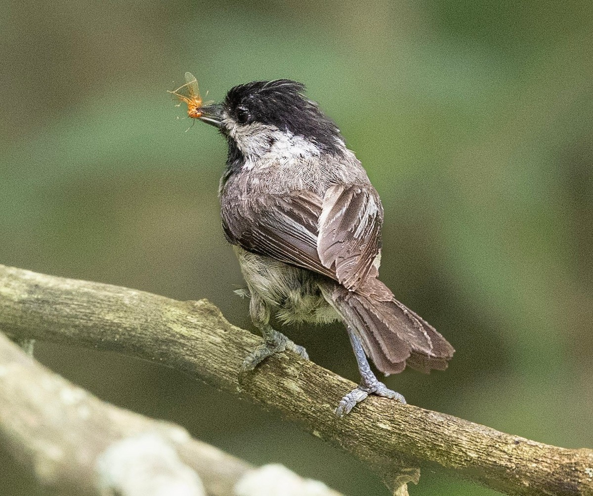 Carolina Chickadee - ML638588758