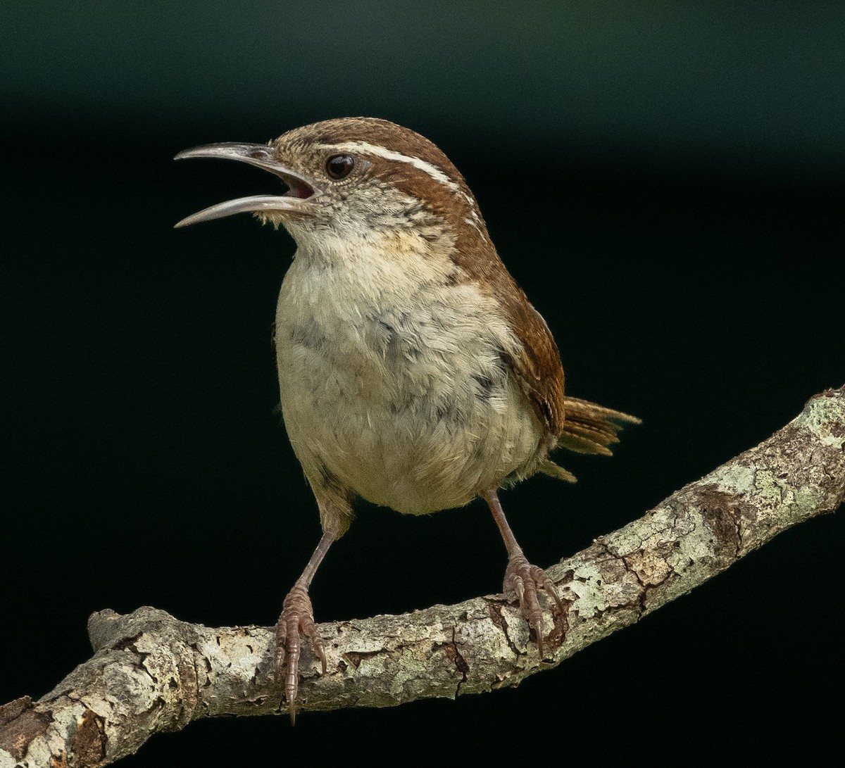 Carolina Wren - ML638588795