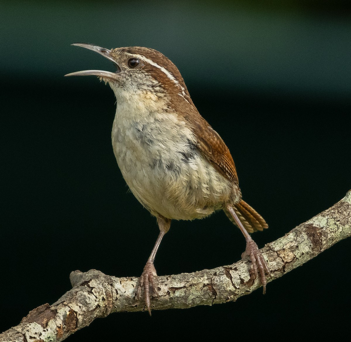 Carolina Wren - ML638588797