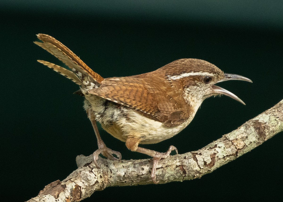 Carolina Wren - ML638588798