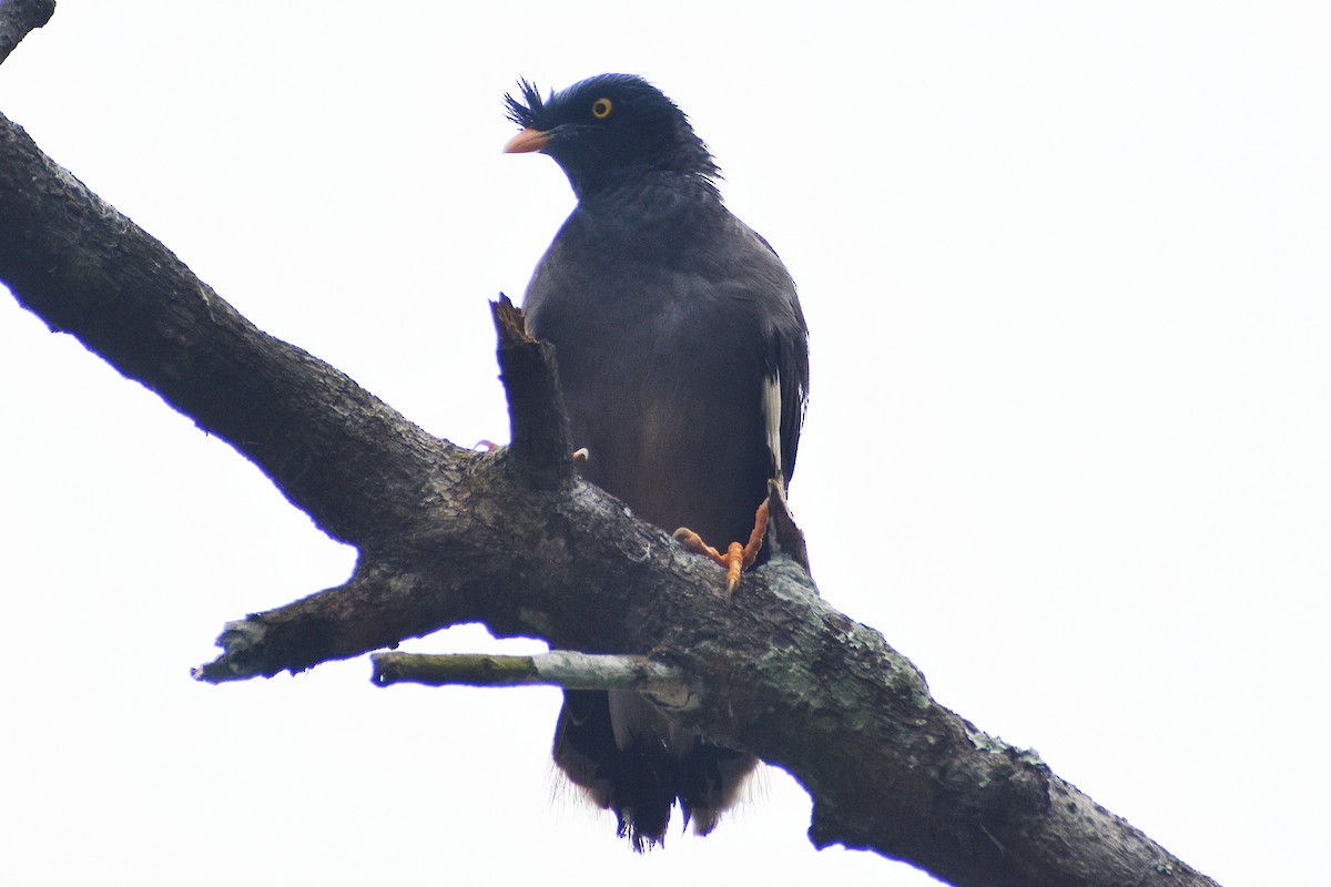 Jungle Myna - ML638588808