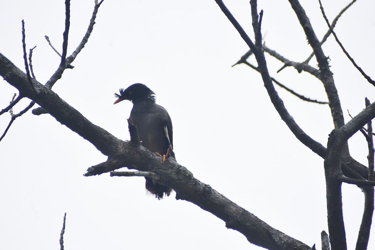 Jungle Myna - ML638588814