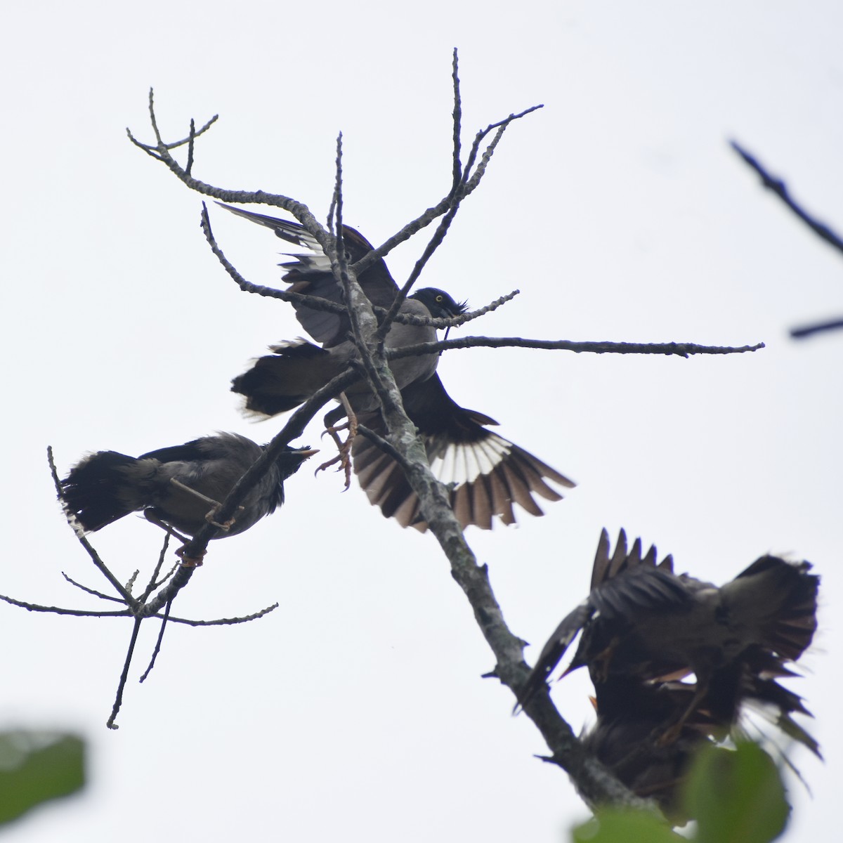 Jungle Myna - ML638588815