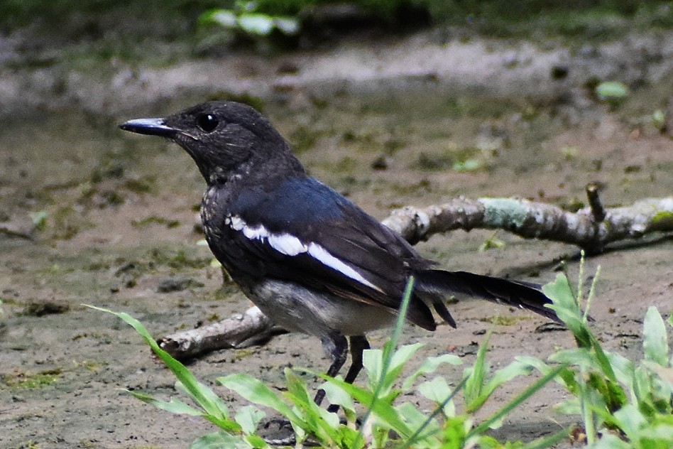 Oriental Magpie-Robin - ML638588825