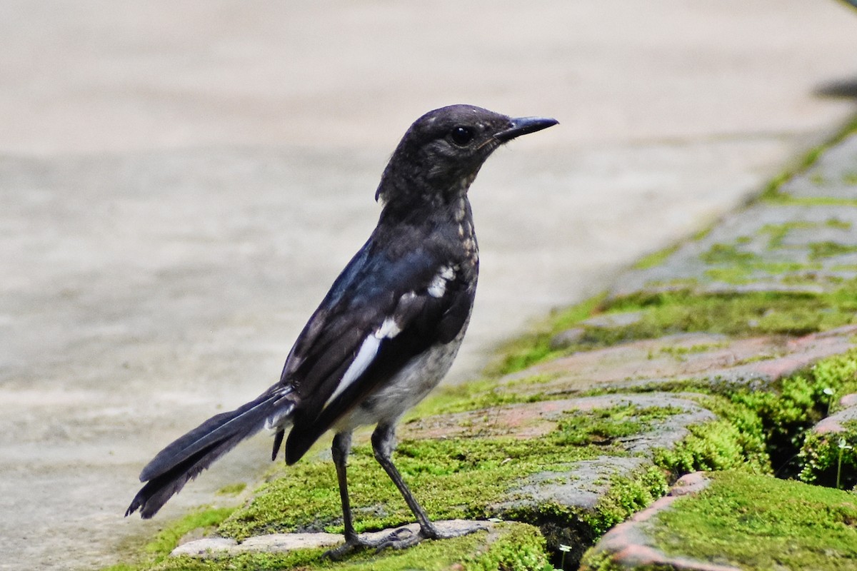 Oriental Magpie-Robin - ML638588826