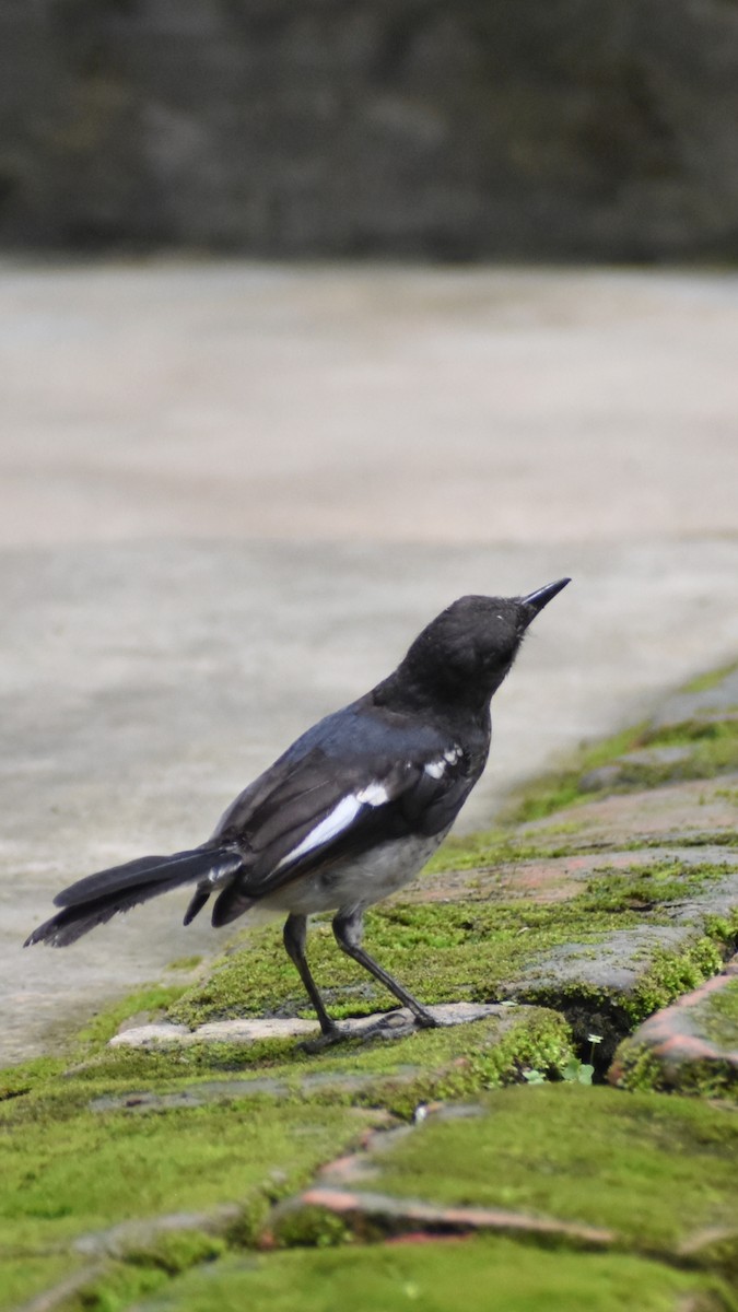 Oriental Magpie-Robin - ML638588827