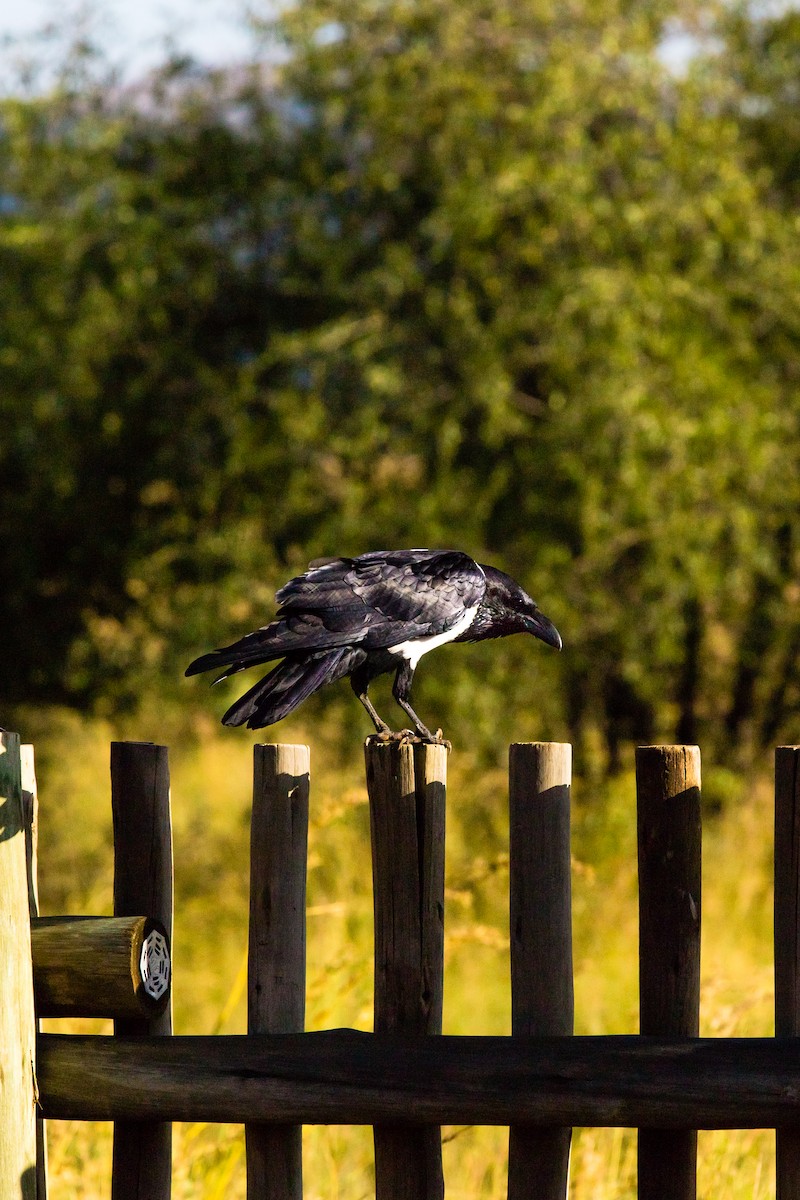 Corbeau pie - ML638588854