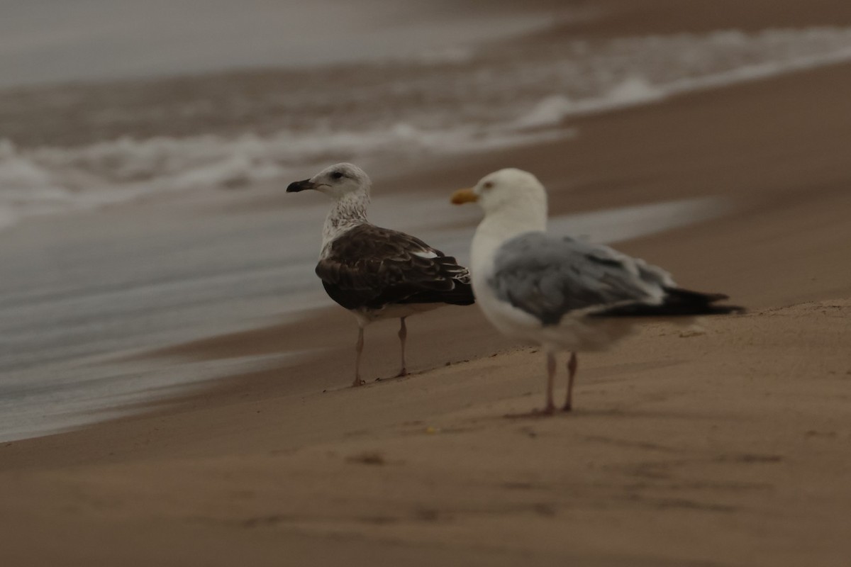Lesser Black-backed Gull - ML638588855
