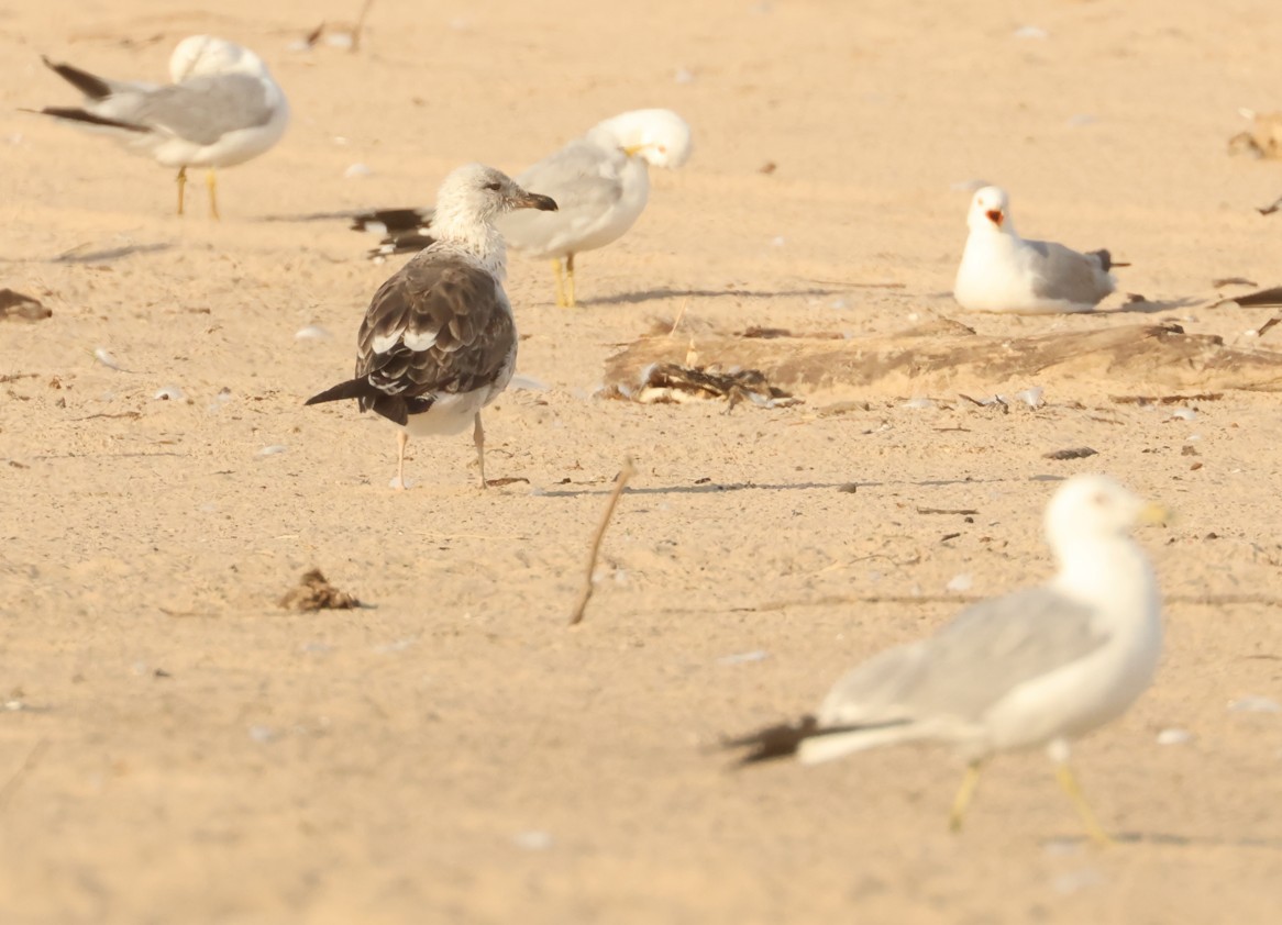 Lesser Black-backed Gull - ML638588883