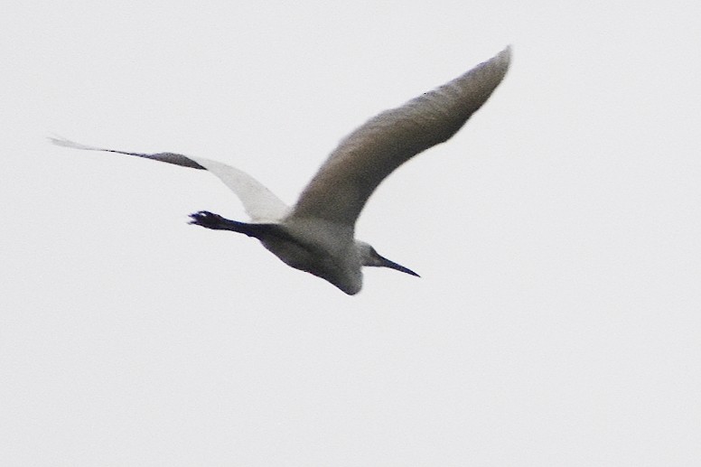 Medium Egret - ML638588952