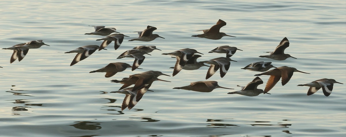 Willet - ML638588956