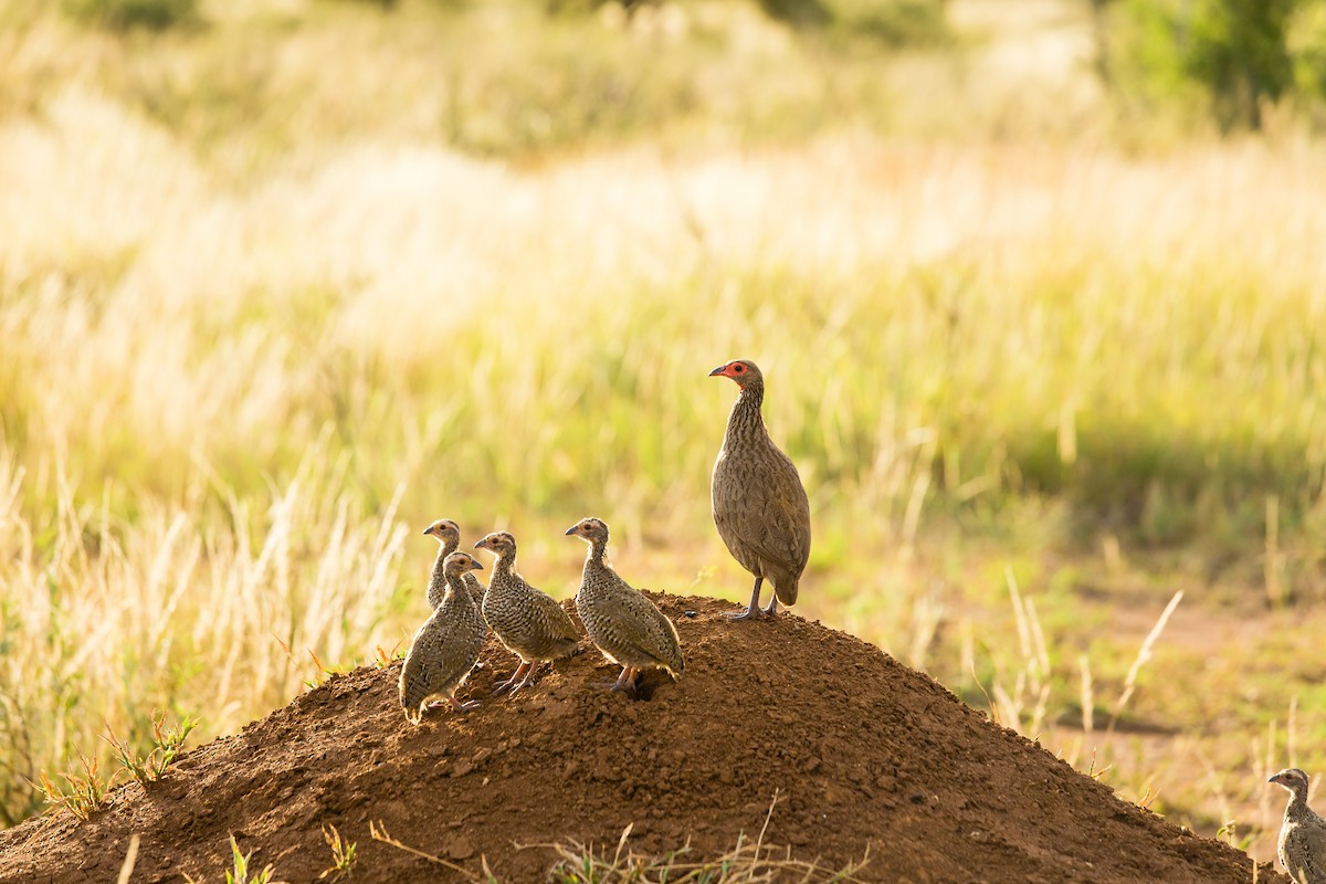 Swainson's Spurfowl - ML638588957