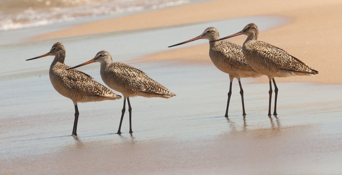 Marbled Godwit - ML638588959