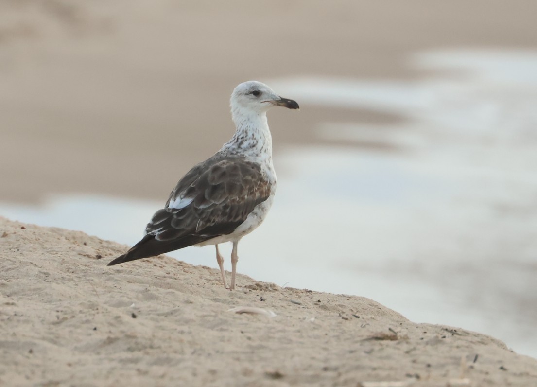 Lesser Black-backed Gull - ML638588962