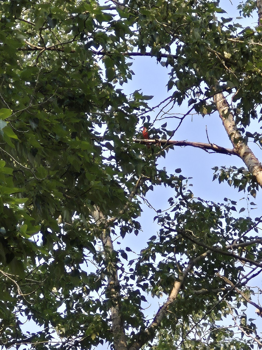 Cardinal rouge - ML638588972