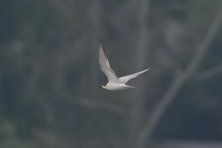 アジサシ - ML638588979