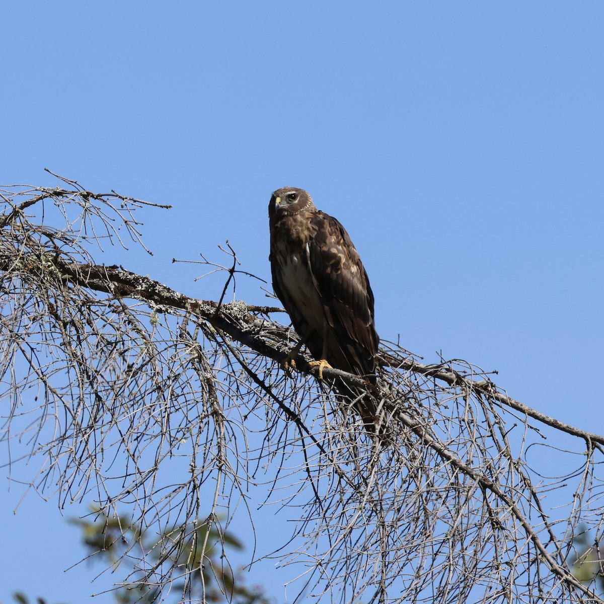 זרון אמריקני - ML638589096