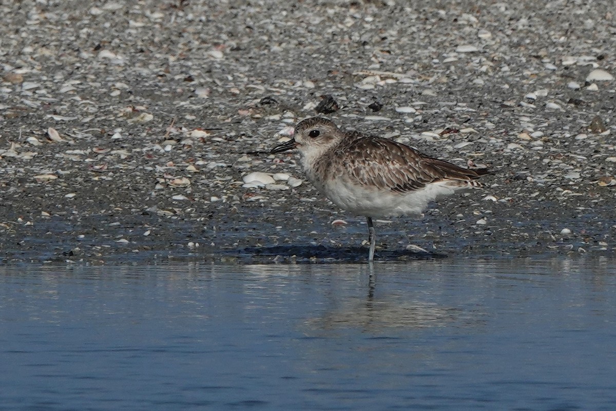 Black-bellied Plover - ML638589142