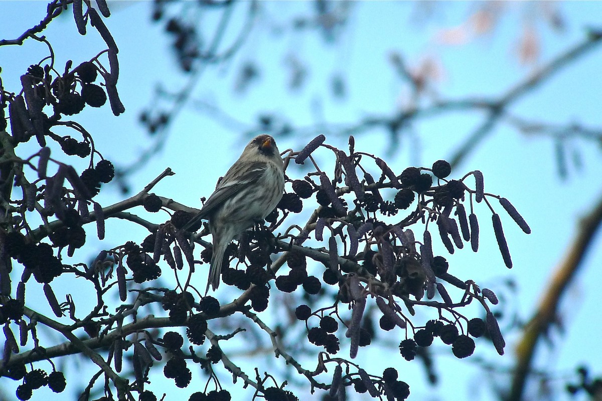 Redpoll (exilipes) - ML638589150