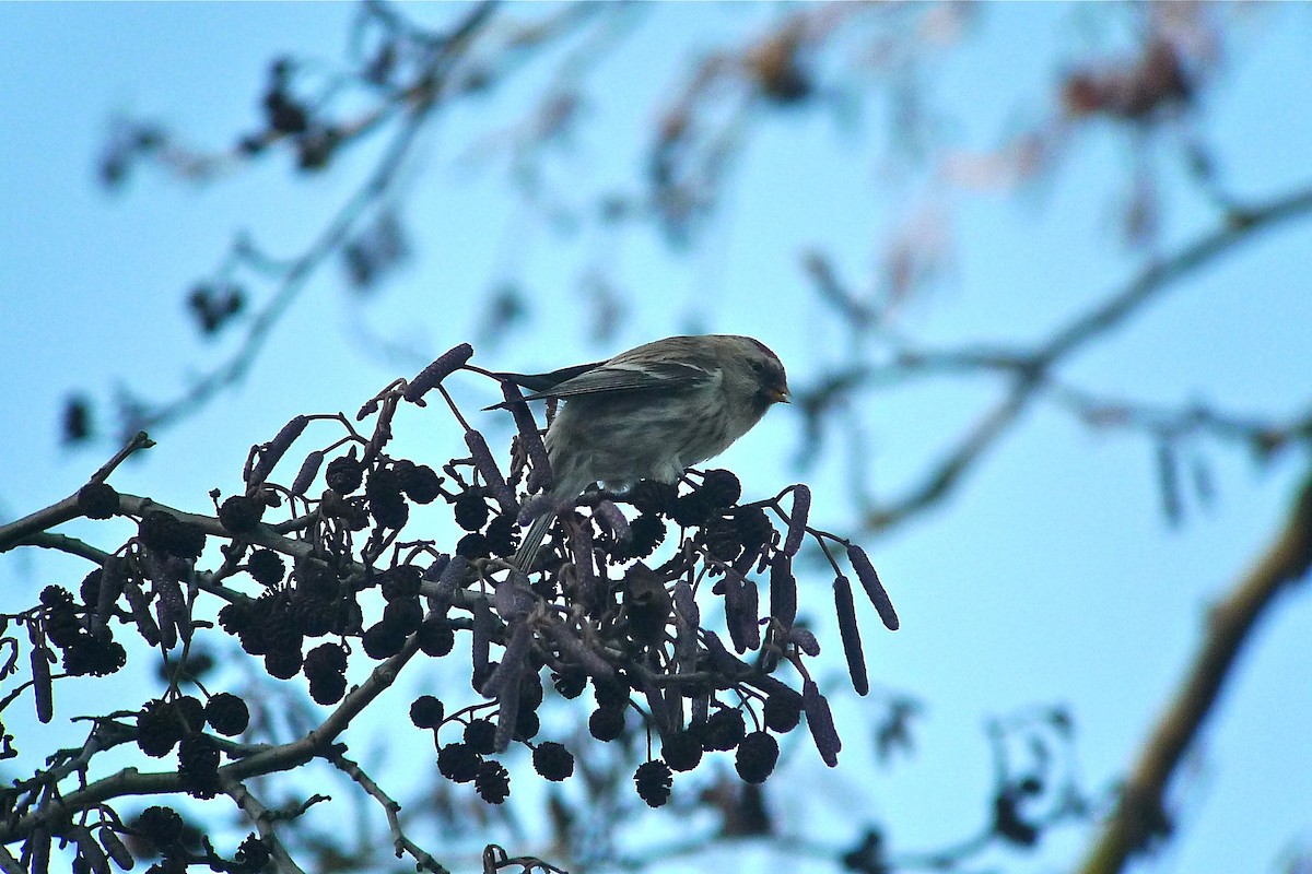 Redpoll (exilipes) - ML638589153