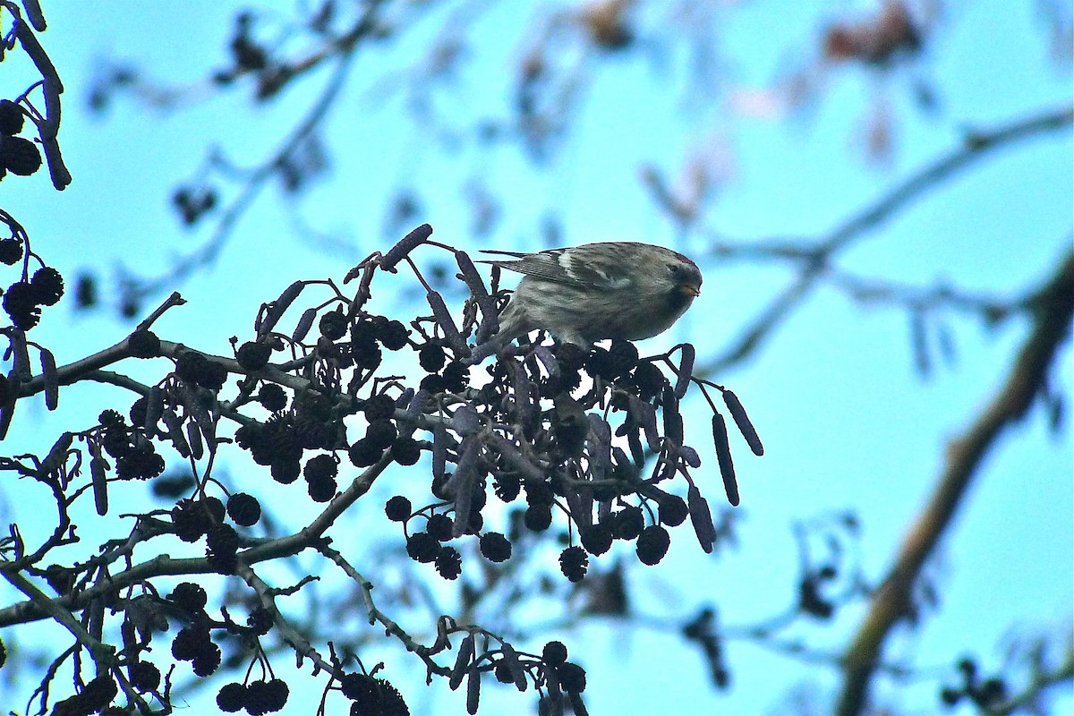 Redpoll (exilipes) - ML638589154