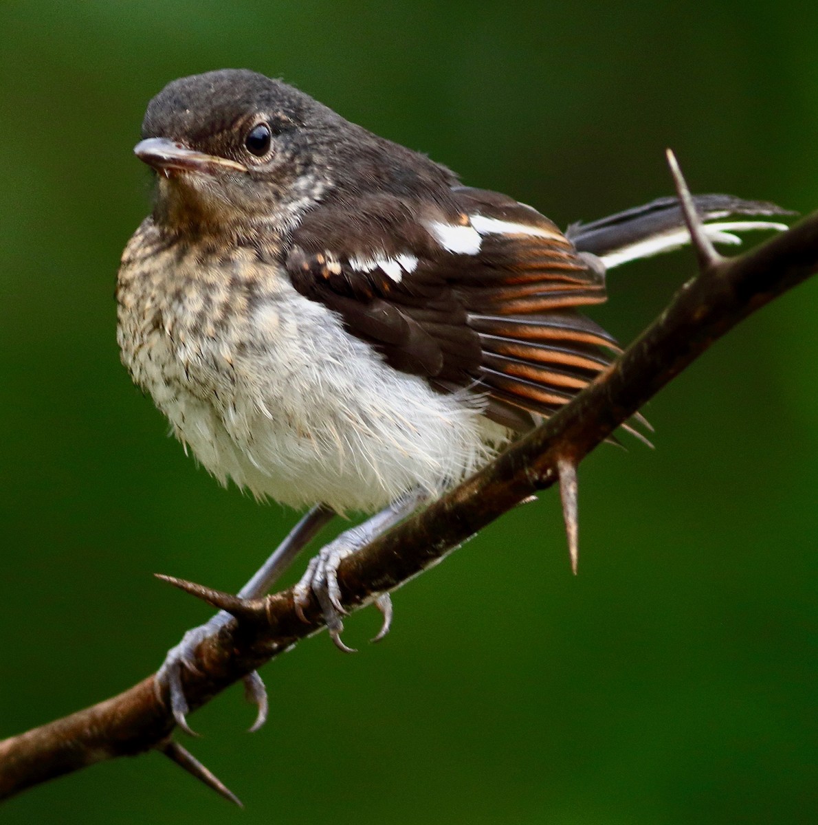 Oriental Magpie-Robin - ML638589216
