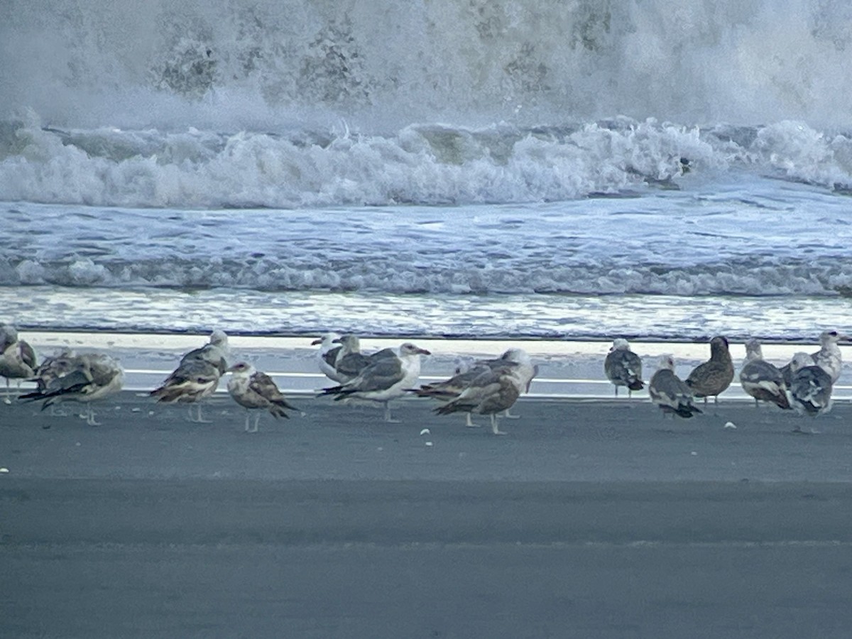 California Gull - ML638589234