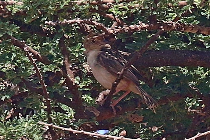 Rattling Cisticola - ML638589267