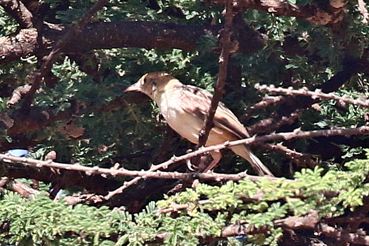Rattling Cisticola - ML638589268