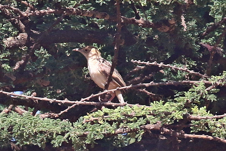 Rattling Cisticola - ML638589269