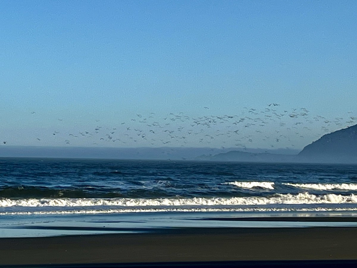 California Gull - ML638589273