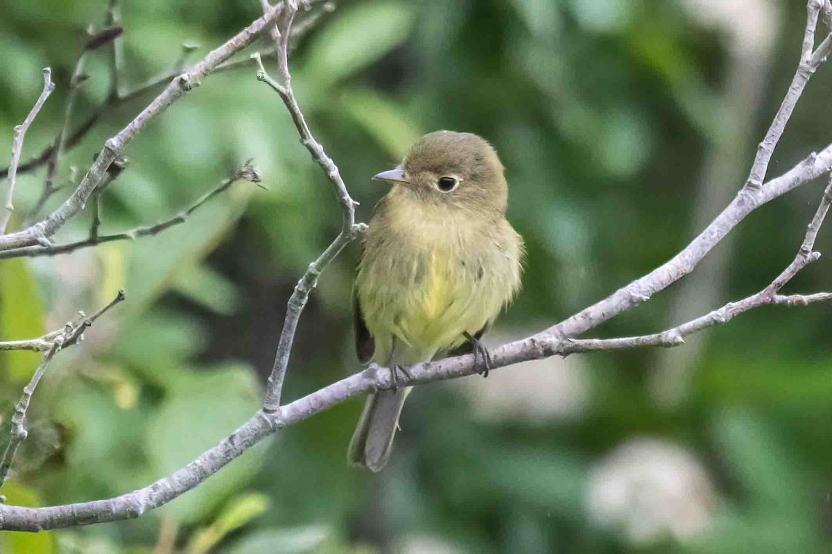 Yellow-bellied Flycatcher - ML638589287