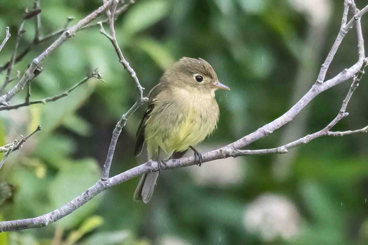 Yellow-bellied Flycatcher - ML638589288