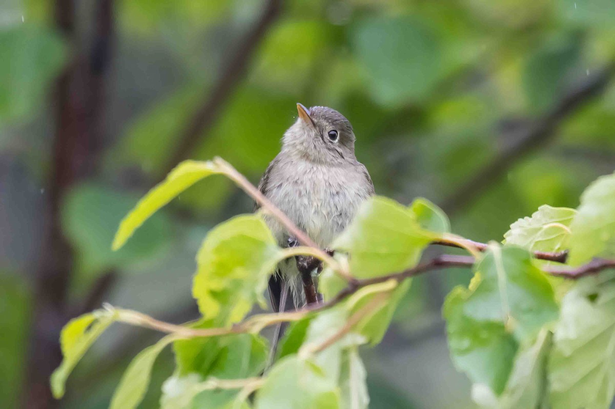 Yellow-bellied Flycatcher - ML638589289